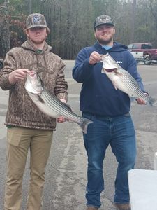 Two striped bass caught in Lexington