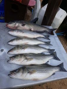 Six striped bass caught in Lexington