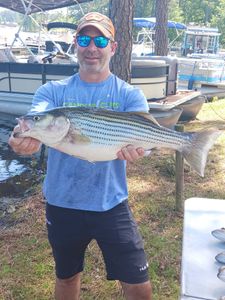 A striped bass fish caught in Lexington