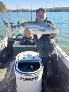Striped bass caught while fishing in South Carolina