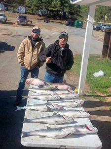 Four striped bass and a white catfish caught fishing in SC