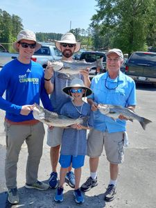 Three striped bass caught in Lexington during fishing