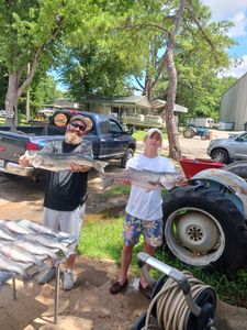 Two striped bass caught in Lexington