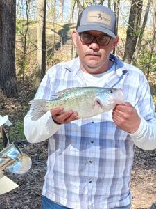 A photograph of a white crappie fish measuring 12 inches, caught while fishing in Lexington.