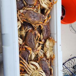 Crabbing Paradise in California