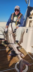 Fisherman catches big fish in Richmond