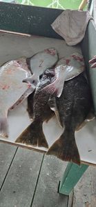 Fresh caught California Flounder on fishing boat deck in Richmond CA