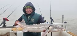 Angler with large white sturgeon fish caught in Richmond