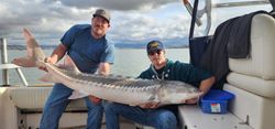 A massive white sturgeon fish caught in Richmond, Virginia while fishing