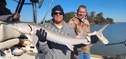 A large white sturgeon fish caught in Richmond