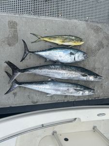 4 king mackerel and little tunny fish caught while fishing in FL