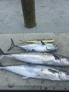 3 king mackerel fish caught in FL
