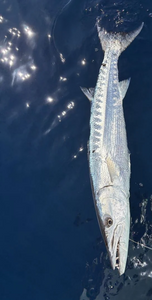 Best great fishing in Hobe Sound