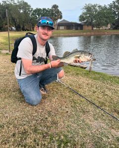 Largemouth bass caught while fishing in FL