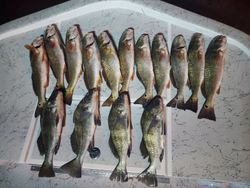 13 Redfish, Black Drum, and Redfish caught in TX