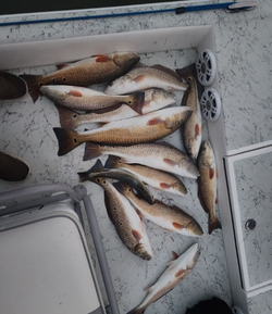 Reeling in Majestic Redfish Bliss in Rio Hondo!