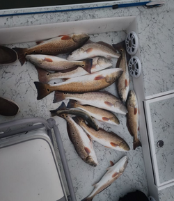 7 fish caught while fishing in TX