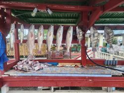 8 black drum fish caught in Rio Hondo