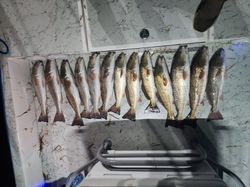 11 bluefish caught while fishing in TX