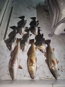 8 redfish and black drum in Rio Hondo