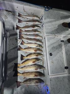 9 redfish caught fishing in TX