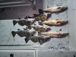 8 redfish and black drum caught in TX