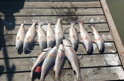 10 redfish caught in Rio Hondo