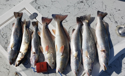 Spotted Weakfish, Redfish, and Spotted Weakfish caught during fishing trip in Rio Hondo