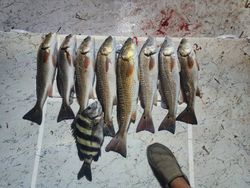 Six redfish caught in TX