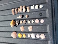 Fun Shelling trip  in Southwest Florida