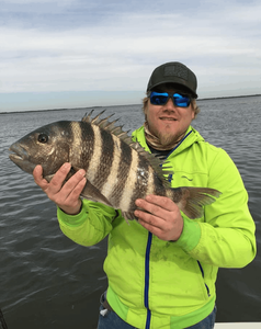 A sheepshead fish being caught in Punta Gorda while fishing