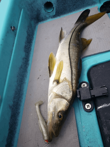 A snook fish caught in Punta Gorda