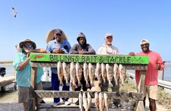 Successful fishing trip in Corpus Christi TX showing multiple Black Drum caught and displayed on cleaning station