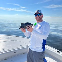 Tripletail from the Mississippi Gulf Coast