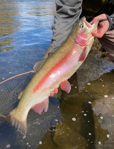 Centerpinning finds the better end of a rainbow 