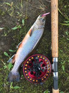 Brook Trout in Farmington River, CT 