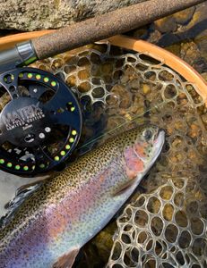 A rainbow trout, 162 inches long, caught while fishing in CT.