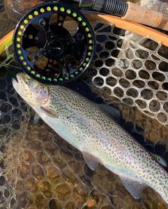 A rainbow trout caught while fishing in CT