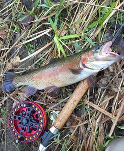 A stunning rainbow trout caught in New Hartford