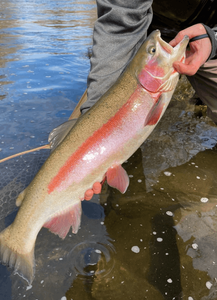 rainbow trout may 4, 2024