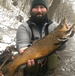 Photograph of a sea trout measuring 20 inches, caught in CT
