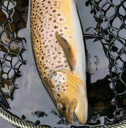 A sea trout caught while fishing in New Hartford