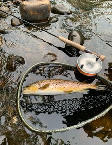 A sea trout caught in New Hartford