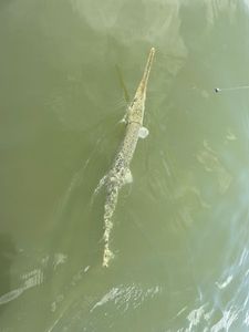 Scenic view of Florida coastline during cruises, fishing, and tours