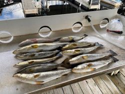 Five fish in the Crystal River