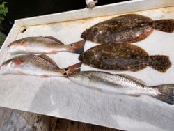 Five redfish and spotted weakfish caught in FL