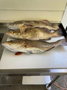 Three fish caught on cruises, fishing, and tours in FL