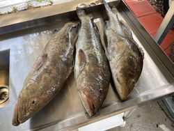 3 fish caught in FL on cruises, fishing, and tours