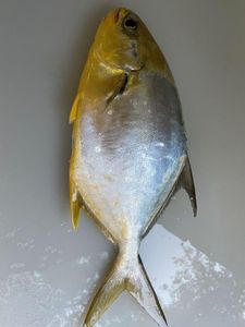 Outdoor adventure in FL with cruises, fishing, and tours