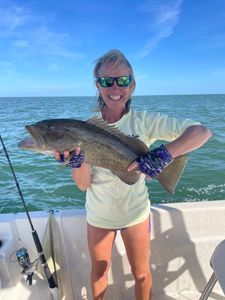 Crystal River Gag Grouper
